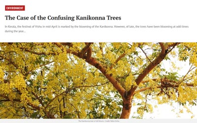 The Case of the Confusing Kanikonna Trees