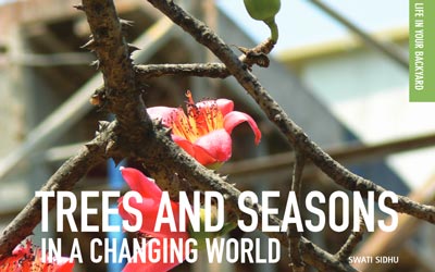 Trees and seasons in a changing world