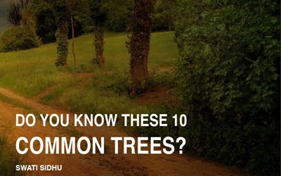 Booklet of ten common trees