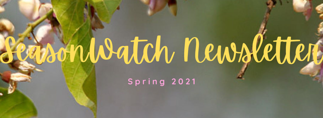 SeasonWatch News, April 2021