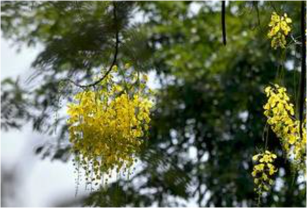 Early konna blooms in Kochi set off alarm bells