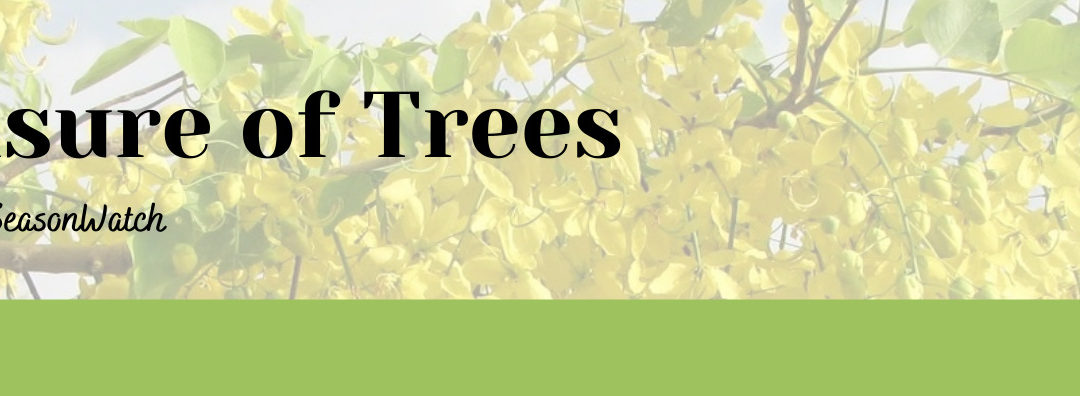 SeasonWatch Workshop – ‘Treasure of trees’