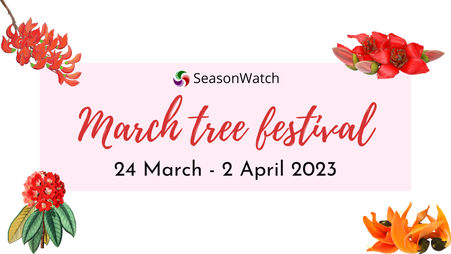 Observe the trees around you with SeasonWatch