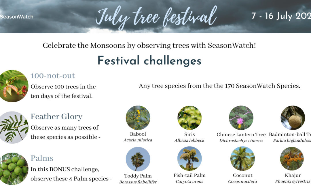 July Tree Festival 2023