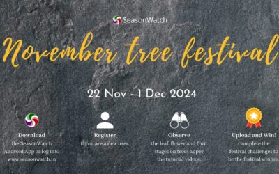 Tree-ding through Winter: ‘November Tree Festival 2024’ Report